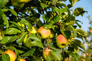 Beautiful apple trees in an apple orchard in autumn, selective focus. Apples closeup
