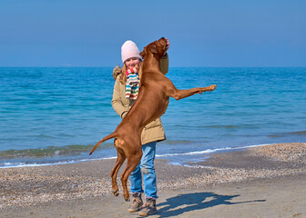 Dog obedience. Rhodesian ridgeback dog jumping high for treats. Dog training.