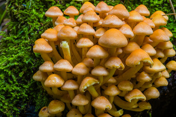 Green leaved sulfur head on a tree stump, Hypholoma fasciculare, many mushrooms on a tree trunk, mushrooms artistically photographed, macro photo