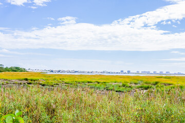 Fototapeta premium Grass field with swamp and moss around and buildings in the background