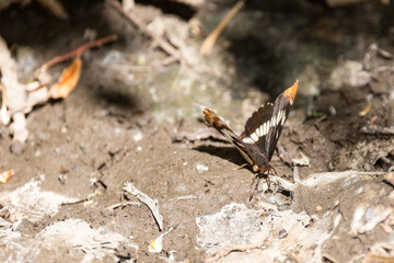Black and orange butterfly sitting on a muddy spot in the forest sipping water