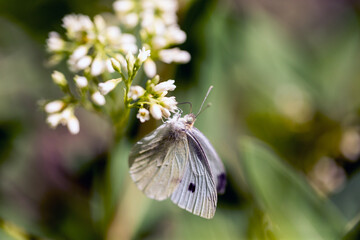 Yellow and purple butterfly hanging upside down on a small cluster of flowers with a pink background