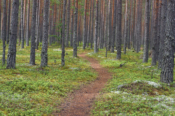 Path in a pine forest among large even tree trunks, horizontal frame