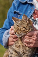 An elderly woman's hands are stroking a tabby cat that is squinting with pleasure.