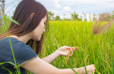 Close-up of young women in rice field in summer, Ripe ears of rice in a woman's hands. Hand touch in wheat field, nature concept.