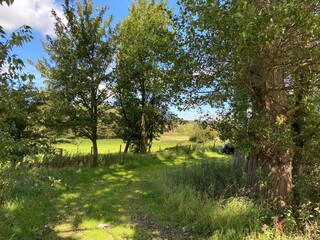 Old cart track, leading between trees and long grasses near, Otley, Yorkshire, UK