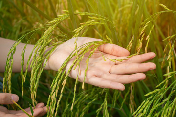 Close-up of ripe ears of rice in a woman's hands. Hand touch in wheat field, nature concept.