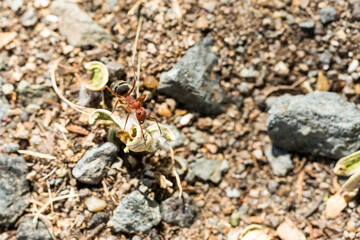 Red and black ant on a cottonwood tree fluff that has fallen to the ground