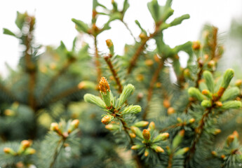coniferous branches with buds