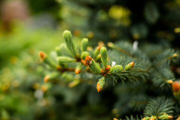 coniferous branches with buds