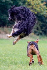 Psia zabawa © Aruru