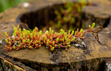 old tree stump with plants
