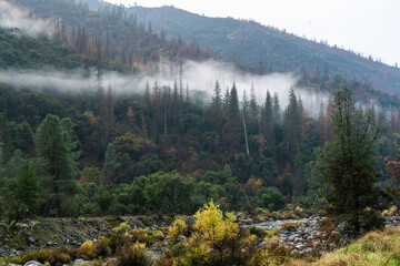 forest in the mountains