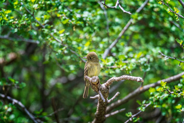 Cordilleran Flycatcher Empidonax occidentalis 