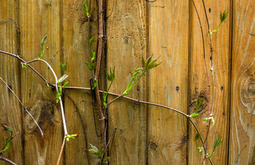 Obraz premium wood plank backgrounds