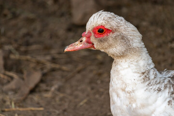 close-up white creole duck on a farm