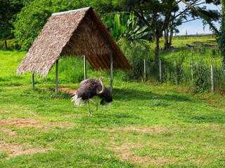 ostrich is walking in fresh green grass field