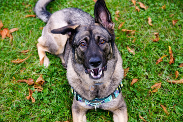 Psia zabawa © Aruru