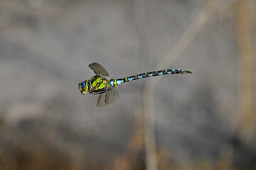 Blaugrüne Mosaikjungfer (Aeshna cyanea) / Blue hawker
