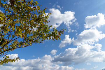 Blue sky and fallen leaves in autumn trees