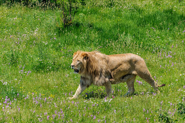 The lion walks along the green grass.