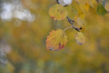 Autumn walks in the fields, the beauty of autumn nature.