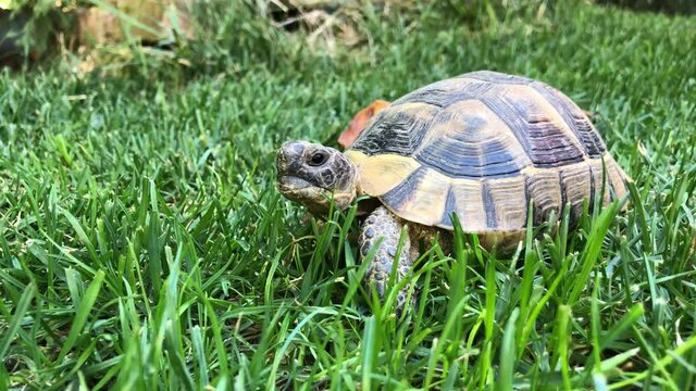 turtle on grass