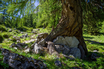 Obraz premium Ein Baum wächst um einen Felsen