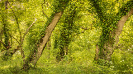 Fototapeta na wymiar Trees in green woods of Zagori in Greece