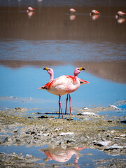 Two flamingos chilling in Uyuni