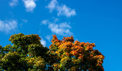 Fototapeta premium Autumn view of maple leaves against a blue sky. Autumn trees and clear blue sky