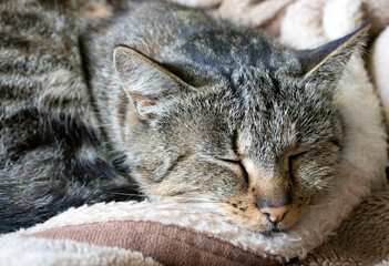 portrait of a sleeping domestic well-groomed cat close-up on a fur blanket blanket during the day. Sat rumbling.