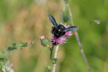 Violet carpenter bee on a purple blossom of a thistle - Stockphoto