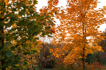yellow autumn trees in the light of the setting sun