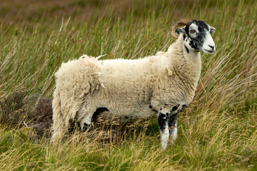 Fototapeta premium Swaledale Ewe or female sheep stood in rough moorland pasture, facing right. Swaledale sheep are a breed native to this area of North Yorkshire. Horizontal. Space for copy.