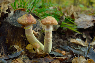 Wild forest mushrooms grow in the autumn forest