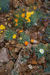 Rocks alpine garden with alpine poppies, also called dwarf poppy 5Papaver alpinum var. aurantiacum)