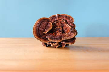 Ganoderma lucidum from Asia can be used to make medicine.