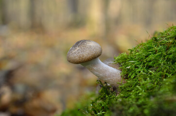 Wild forest mushrooms grow in the autumn forest