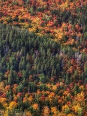 Golden autumn in the forest