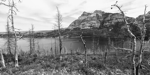 Fototapeta premium reeds on the lake