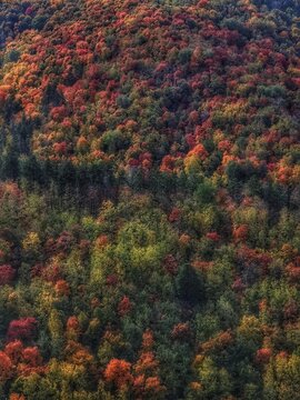 Golden autumn in the forest © Денис Сухов