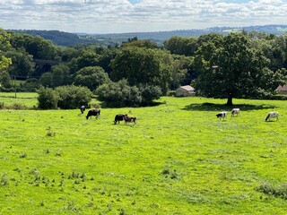 Fototapeta premium Panoramic landscape, with fields, cattle, old trees, farms and hills, in the distance near, Shipley, Bradford, UK