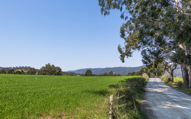 Paisagem rural com campo verde e estrada de terra