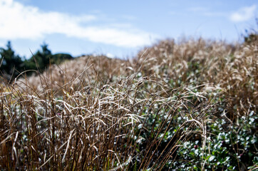 Górskie trawy Babia Góra © Pawel B
