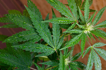 Dew drops on young, green cannabis leaves