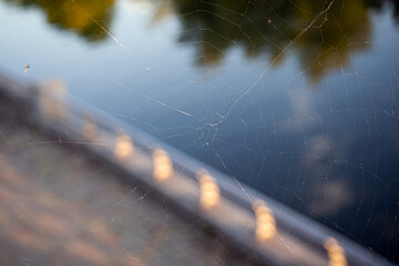 Close-up of the spider web or cob web with midges and flies on warm background of autumn sunset