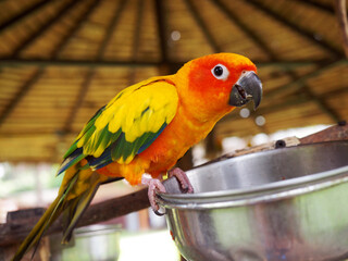 colorful (red yellow green) lovebird parrot is eating sunflower seed from aluminium bowl