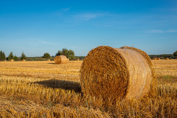 Straw balls on the field in summer after harvesting the rye, clear blue sky over the meadow....