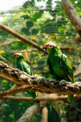 blue and yellow macaw